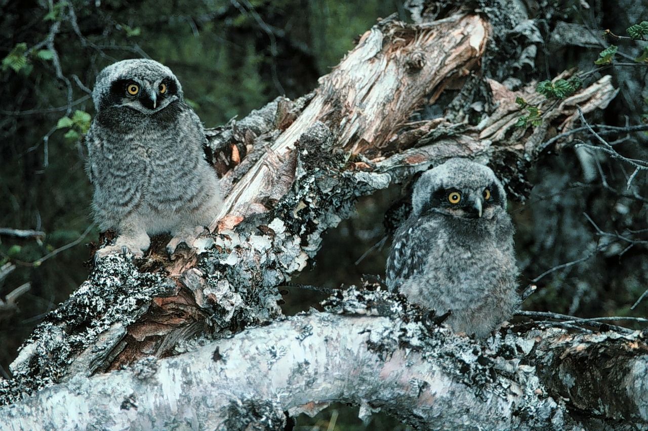 northern hawk owl owls bird free photo