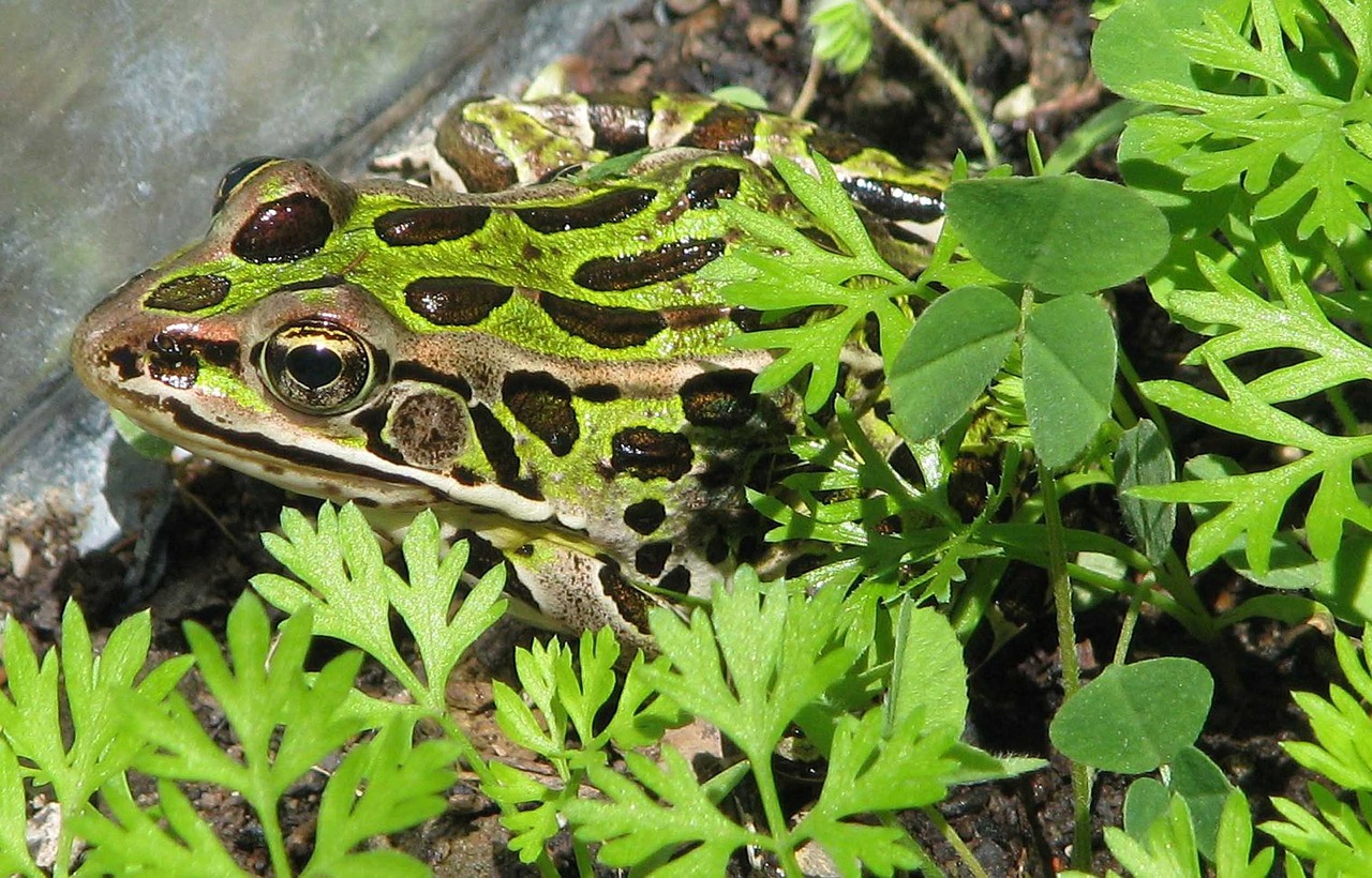 northern leopard frog lithobates pipiens common lab frog free photo