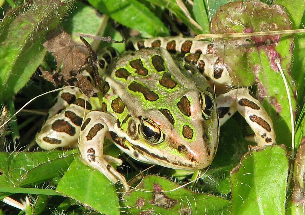 northern leopard frog lithobates pipiens rana pipiens free photo