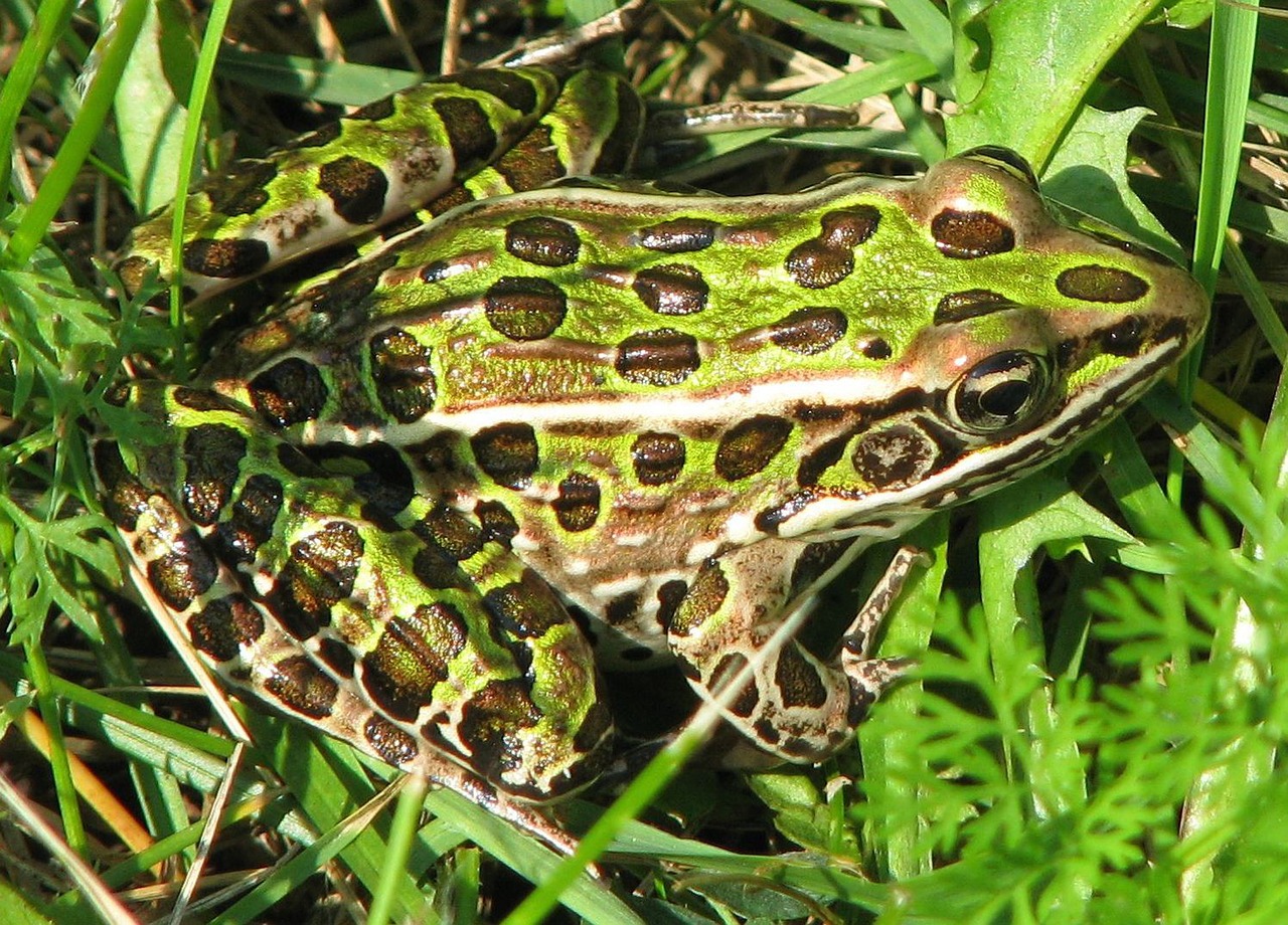 northern leopard frog lithobates pipiens beneficial free photo