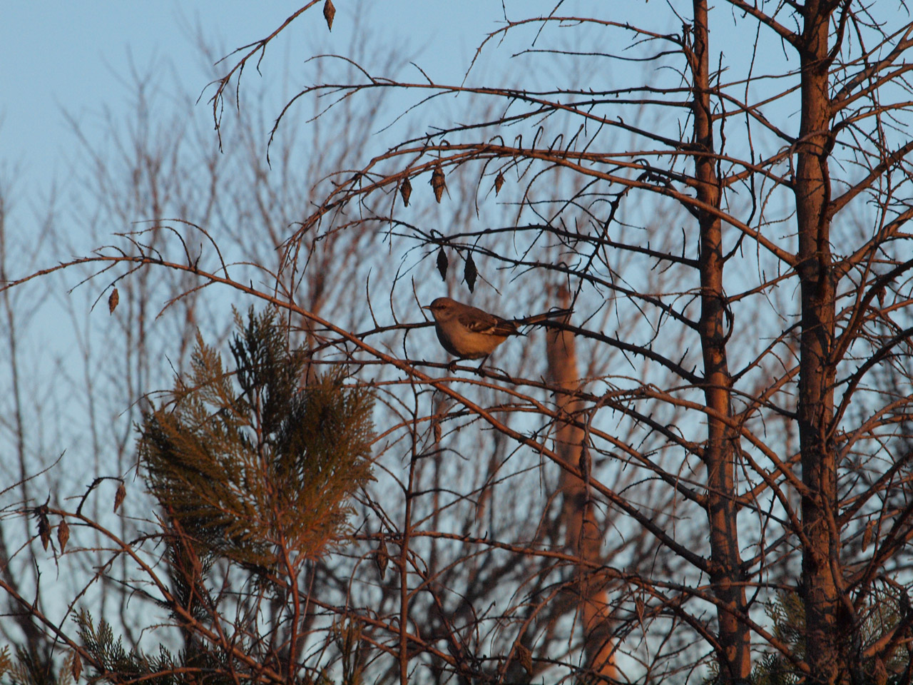 northern mockingbird mockingbirds free photo