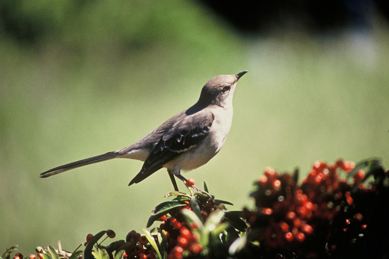 northern mockingbird songbird bird free photo