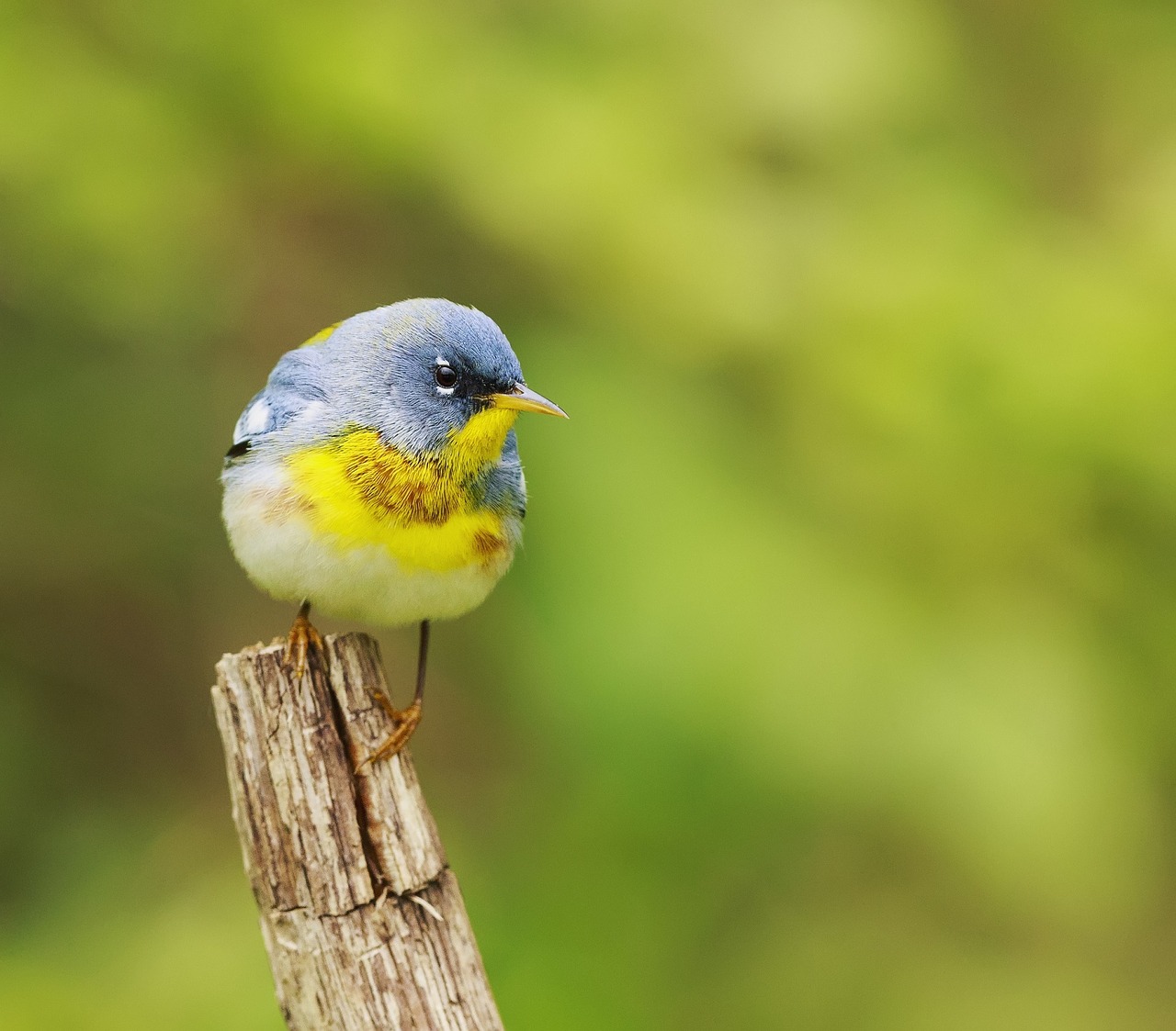 northern parula perched branch free photo