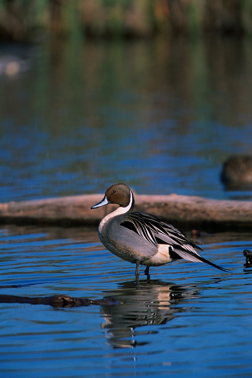 northern pintail duck bird standing free photo