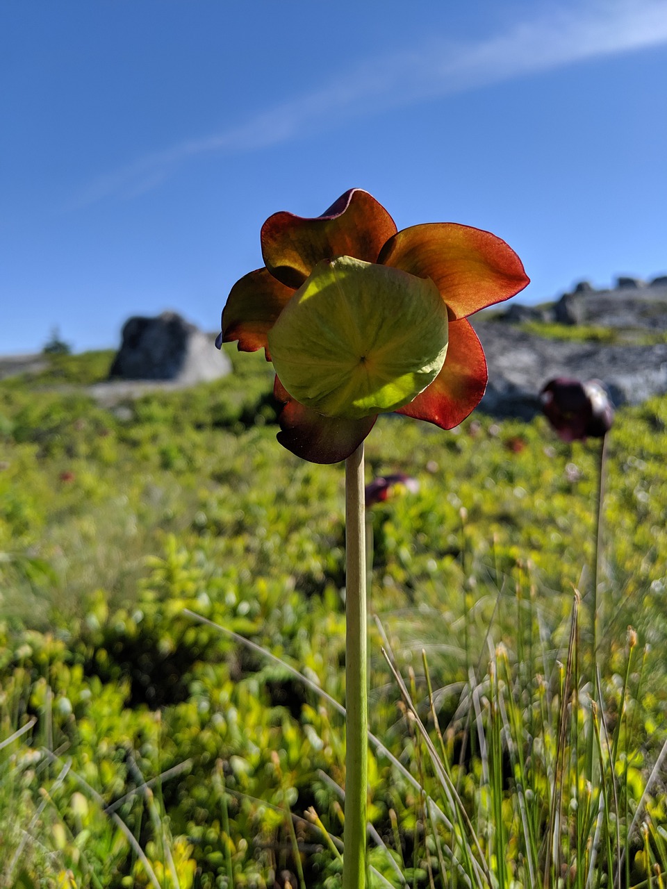 northern pitcher flower  sarracenia purpurea  nova scotia free photo