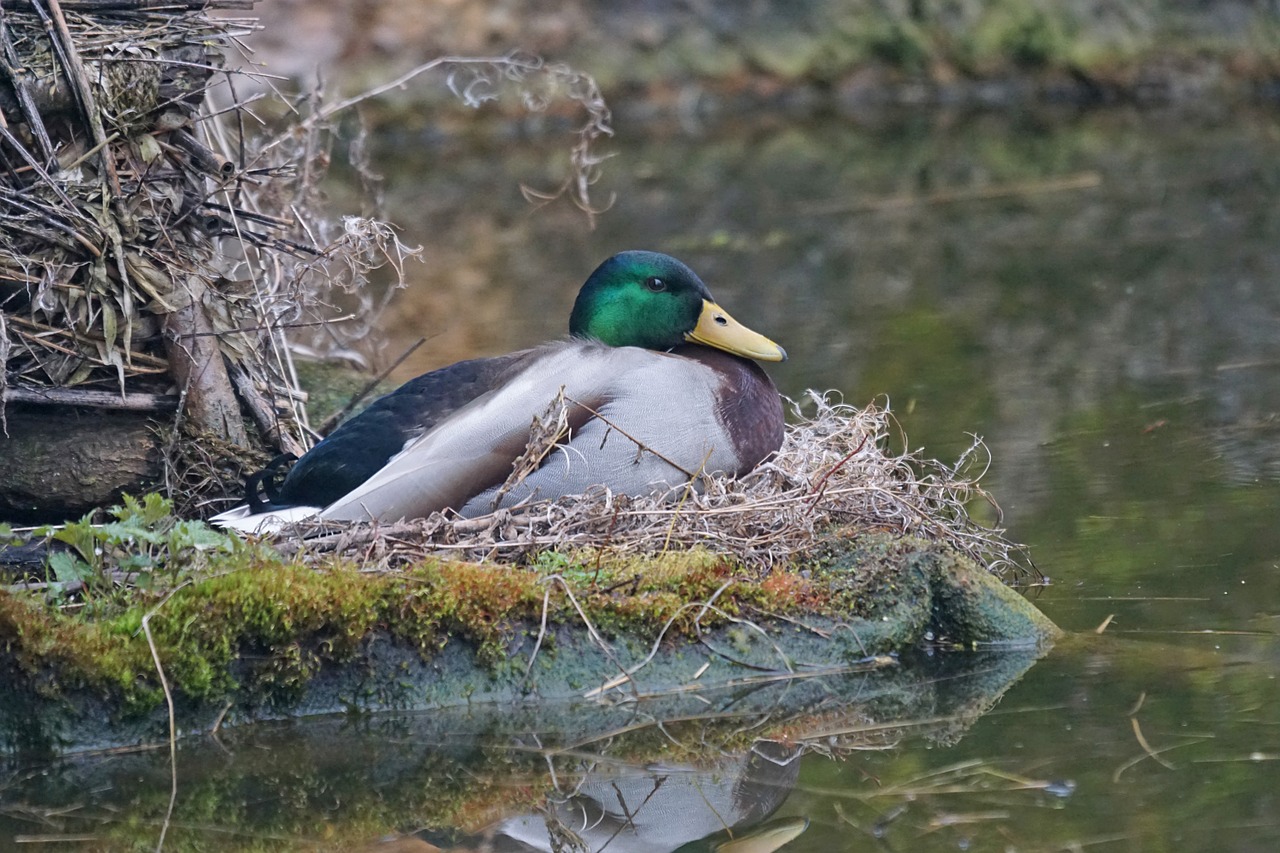 northern shoveler duck bird magpie free photo