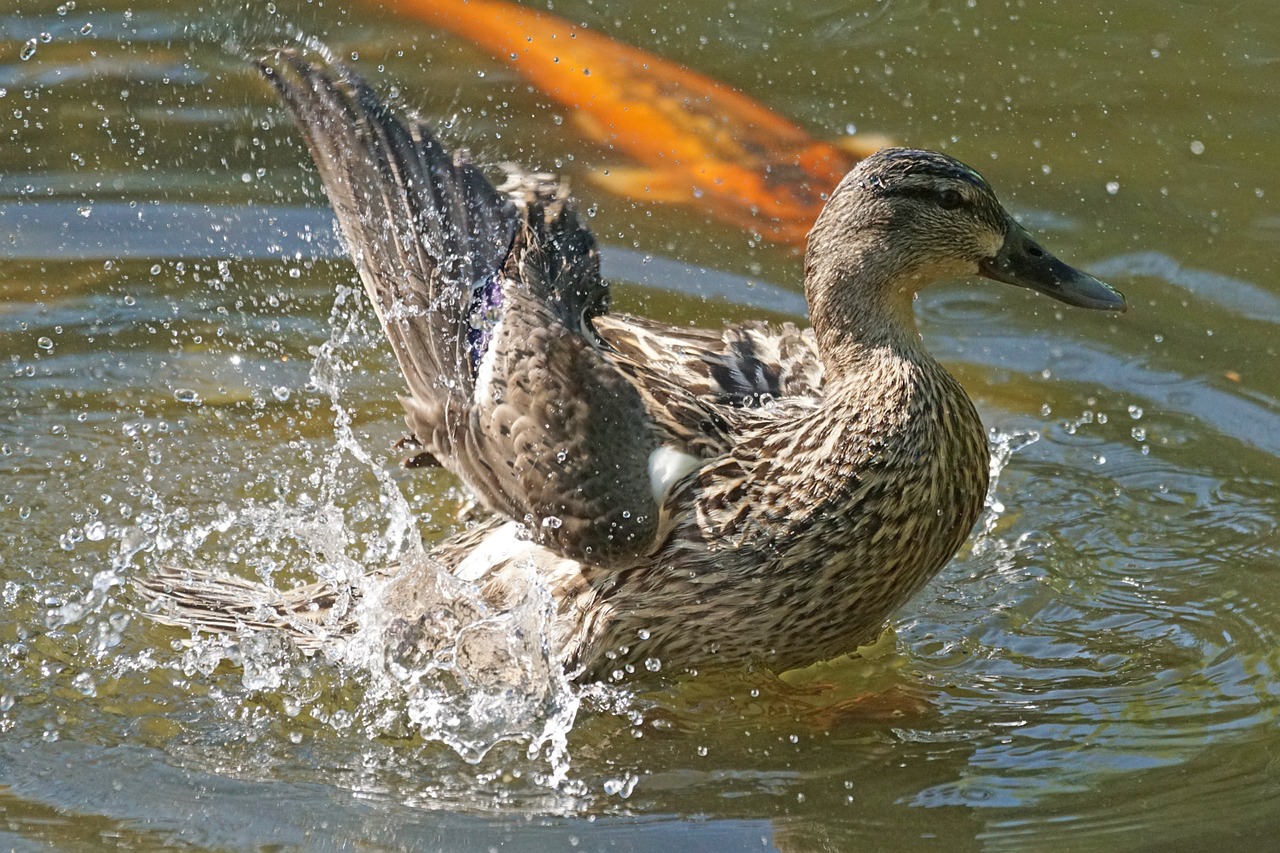 northern shoveler magpie duck bird free photo