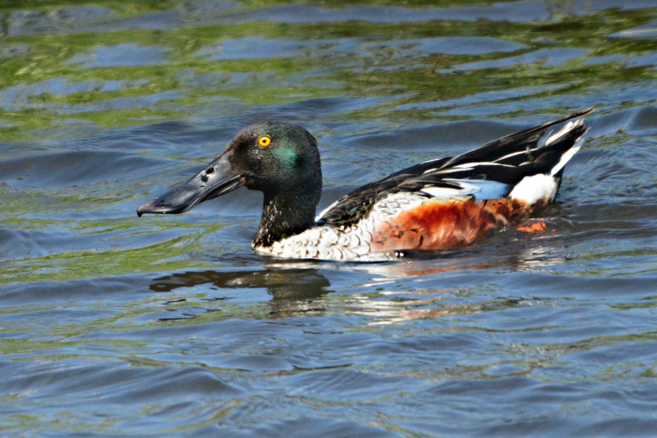 northern shoveler  duck  male free photo