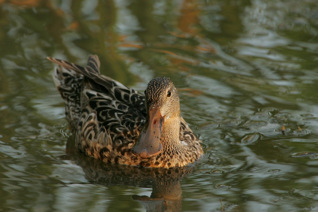 northern shoveler duck swimming free photo