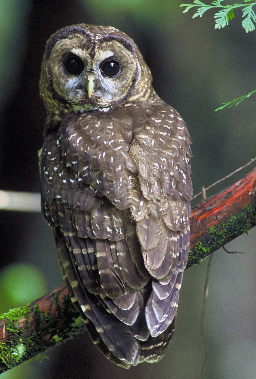 northern spotted owl strix occidentalis caurina birds free photo