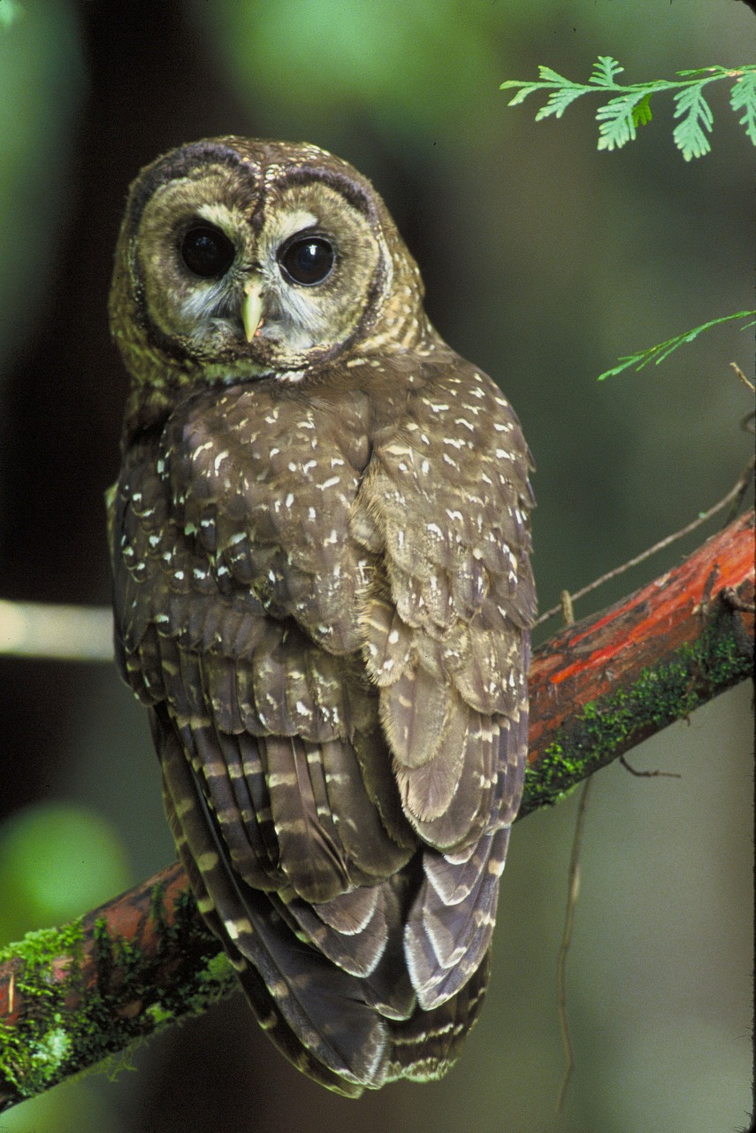 northern spotted owl owl predator free photo