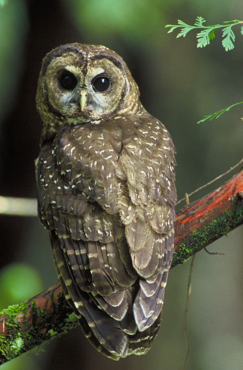 northern spotted owl bird tree free photo