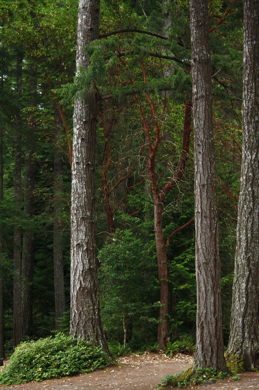 northwest forest douglas fir washington free photo