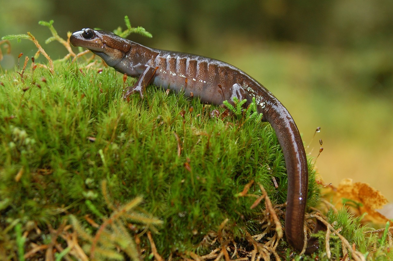 northwestern salamander amphibian portrait free photo