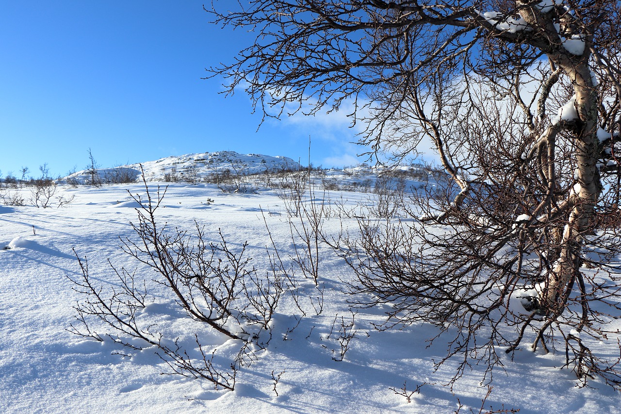 norway  snow  winter landscape free photo