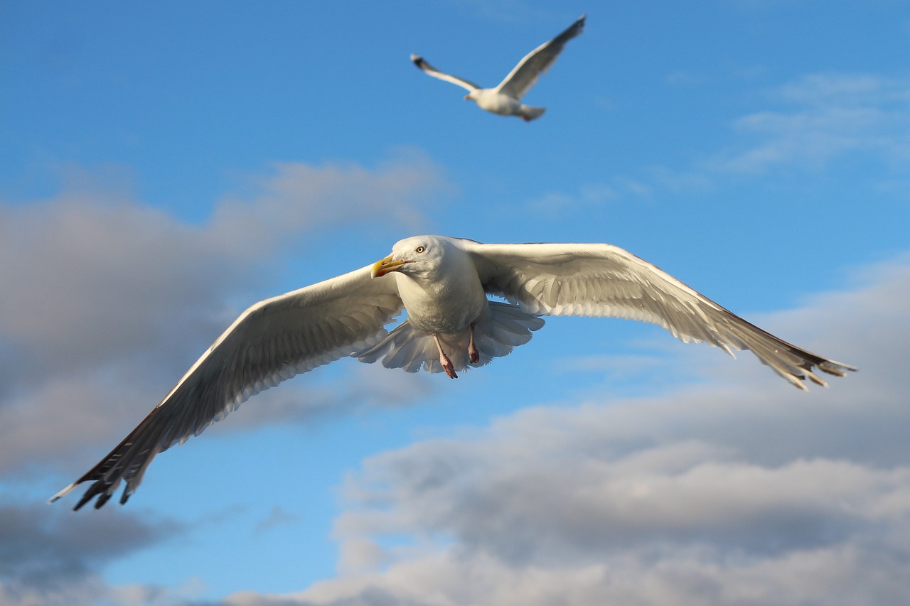 norway  seagull  bird free photo