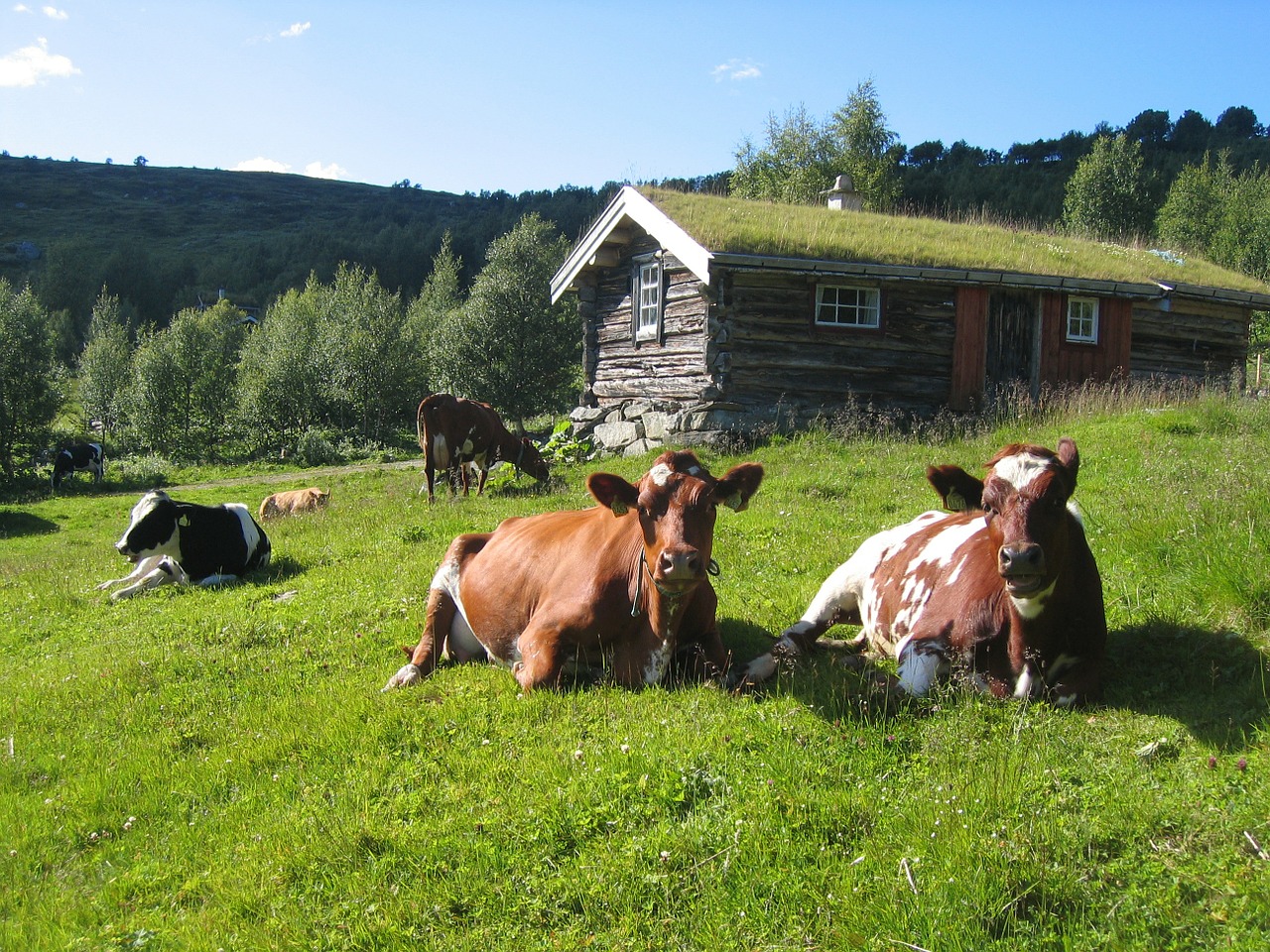 norway summer cows free photo