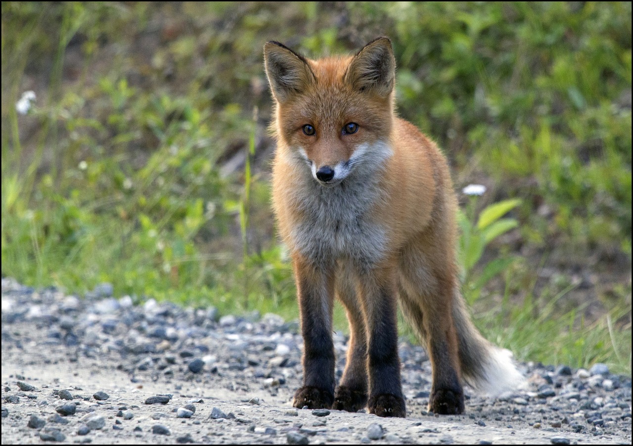 norway the red foxes puppy free photo