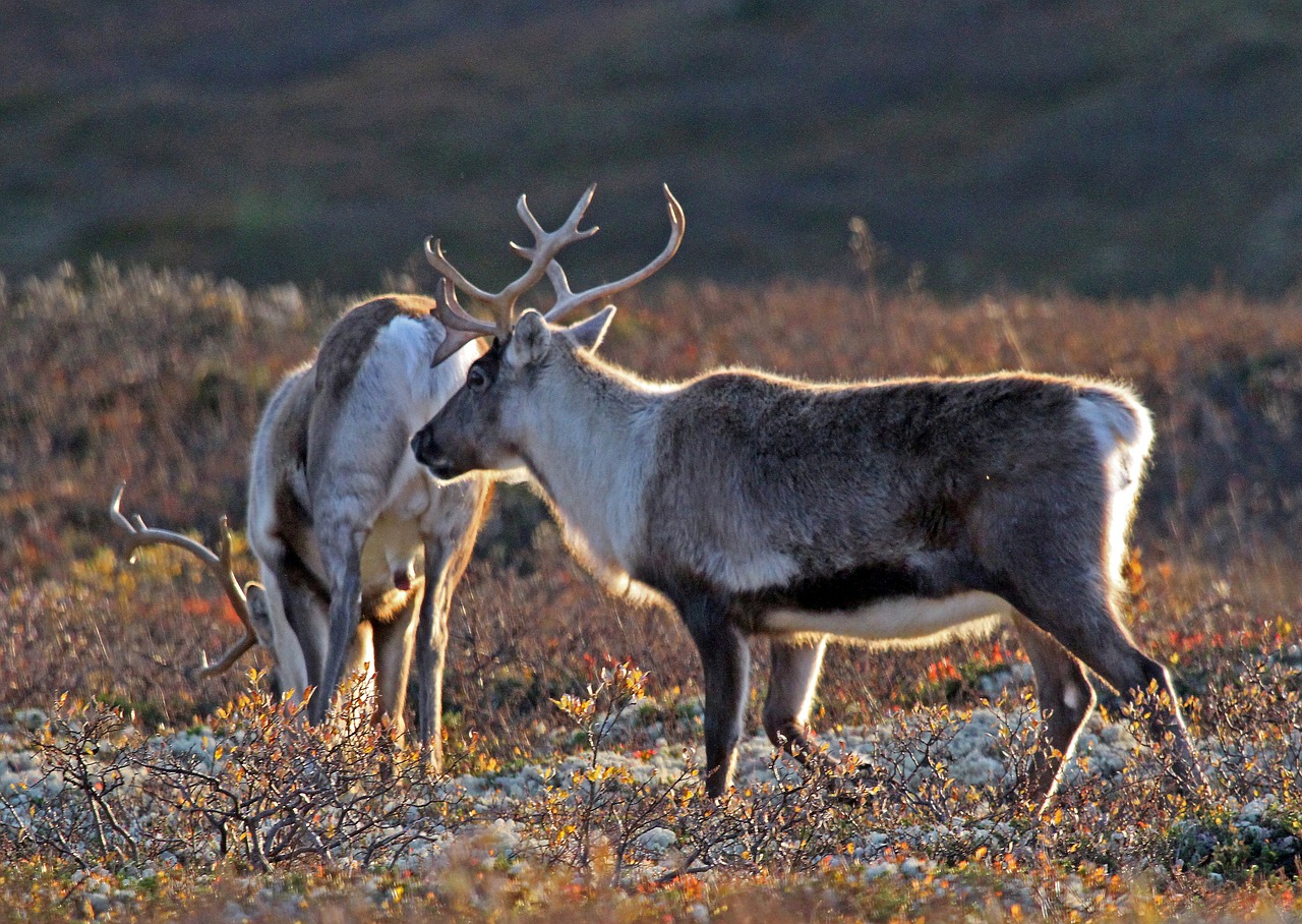 norway wild reindeer autumn free photo