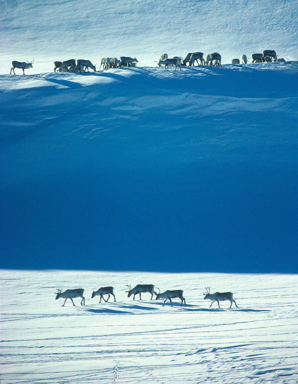 norway wild reindeer winter free photo