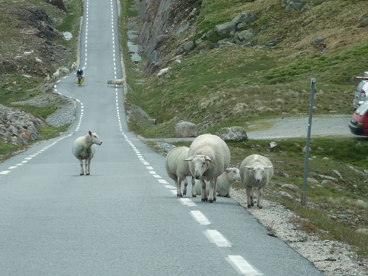 norway sheep road free photo