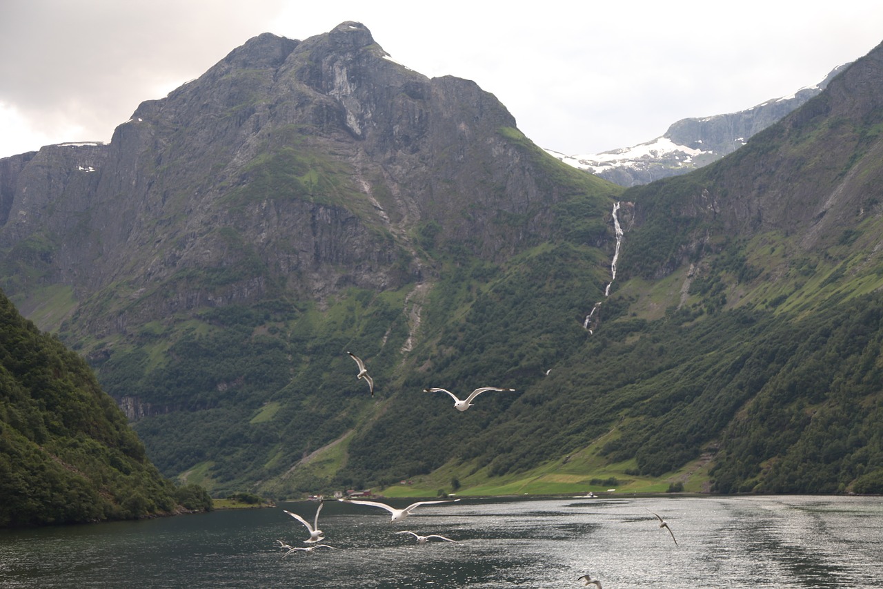 norway fjord pigeon free photo