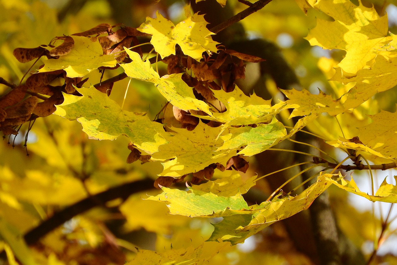 norway maple maple leaves acer platanoides free photo