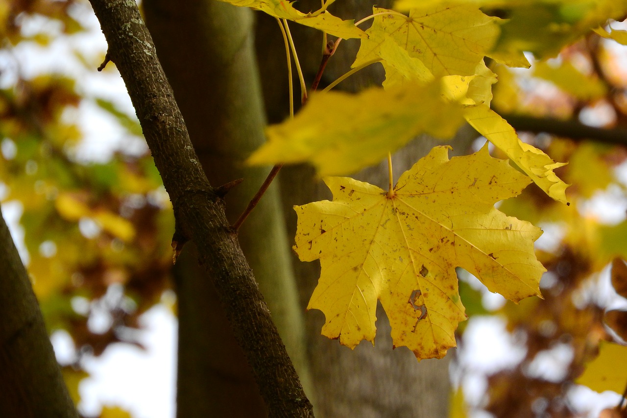 norway maple maple leaves acer platanoides free photo
