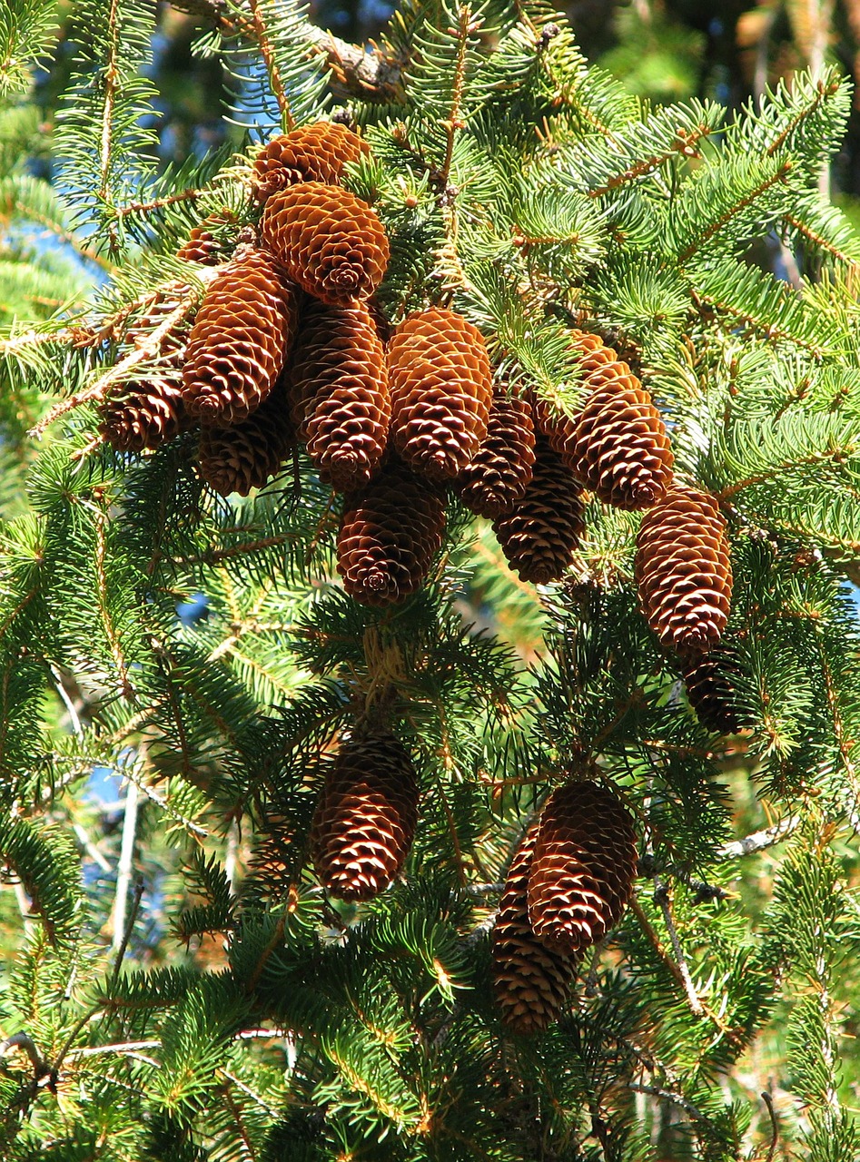 norway spruce picea abies cones free photo