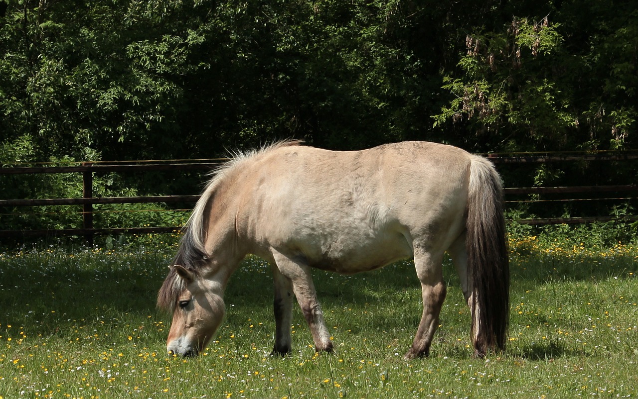 norwegian fjord horse horse ungulate free photo