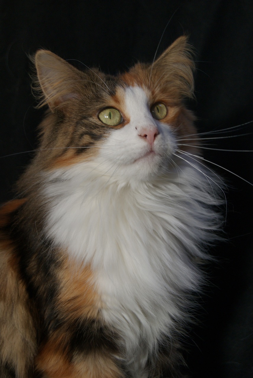 norwegian forest cat tortoiseshell cat lapjeskat free photo