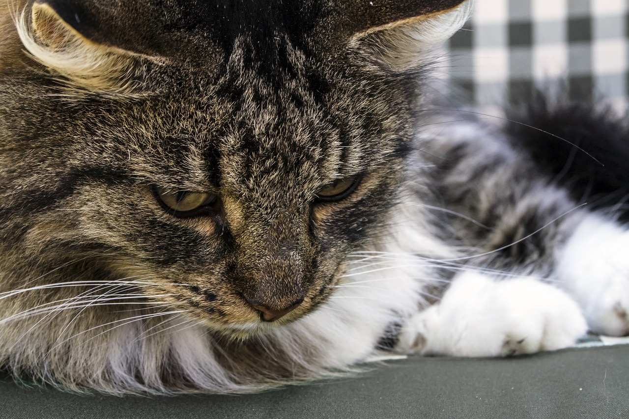 norwegian forest cat domestic cat cat free photo