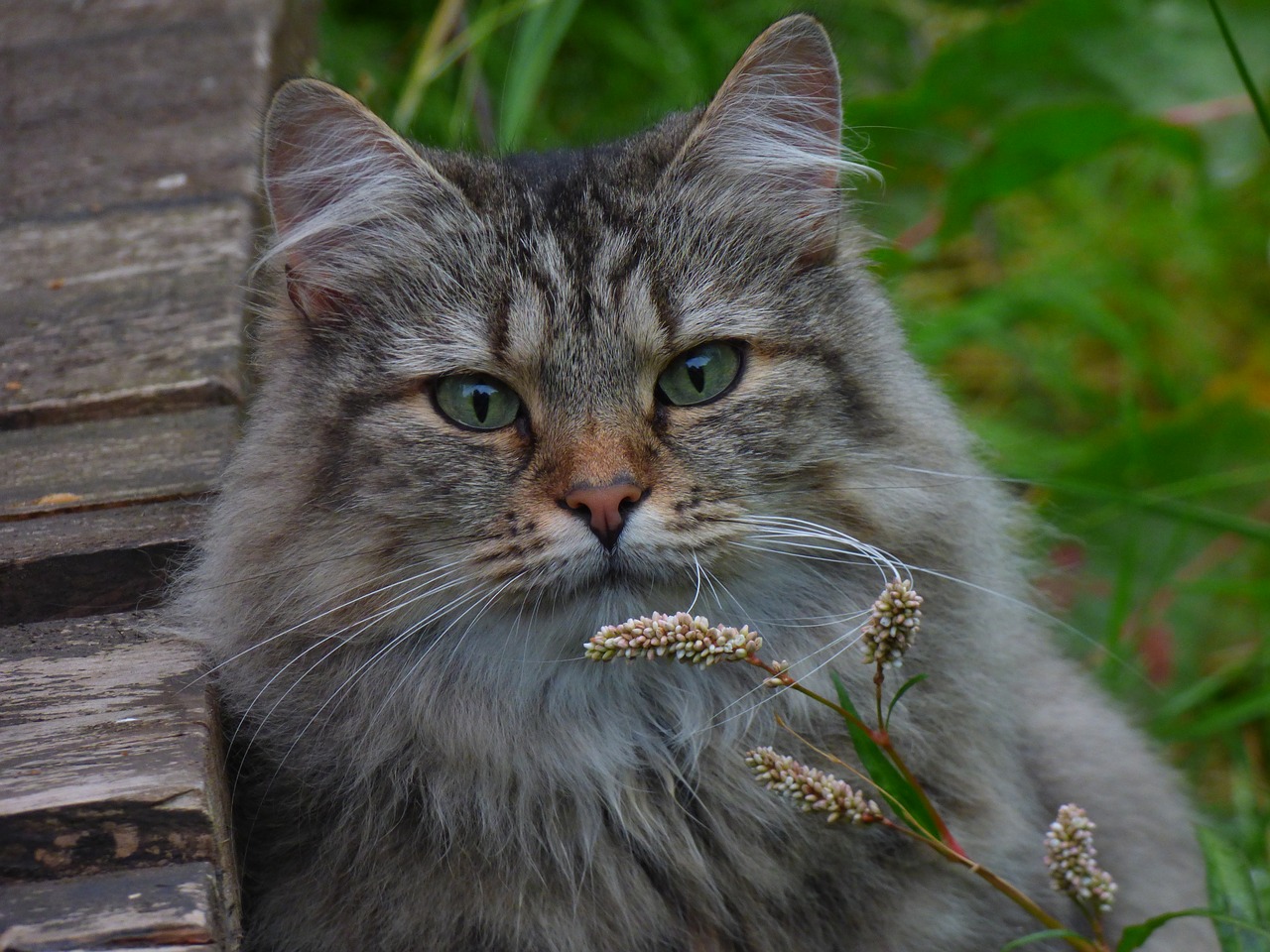norwegian forest cat cat flowers long-haired cat free photo