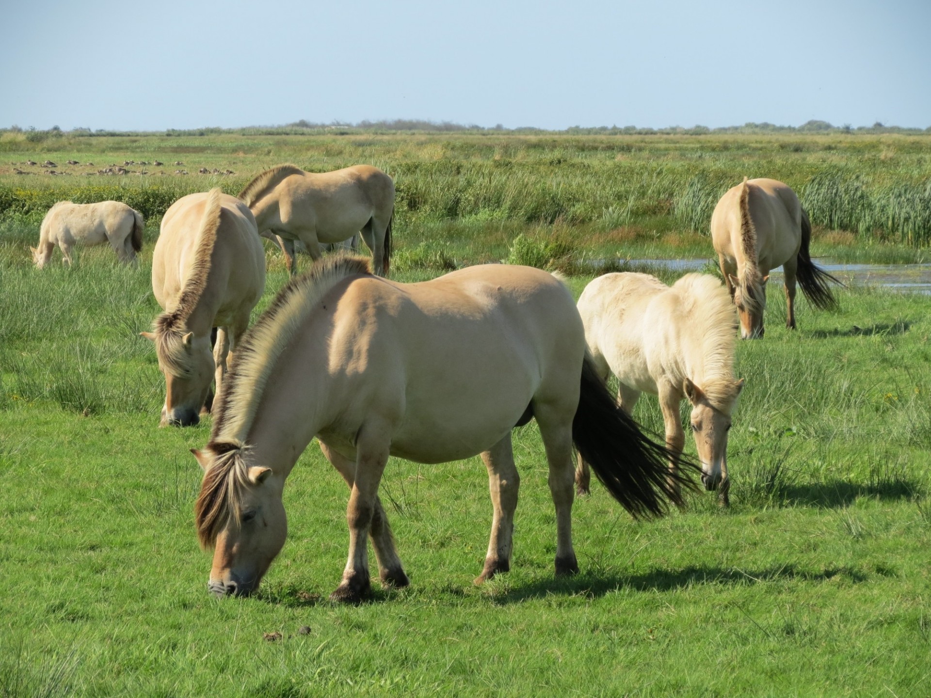 horse pasture denmark free photo