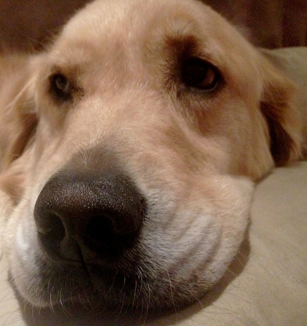 nose resting dog