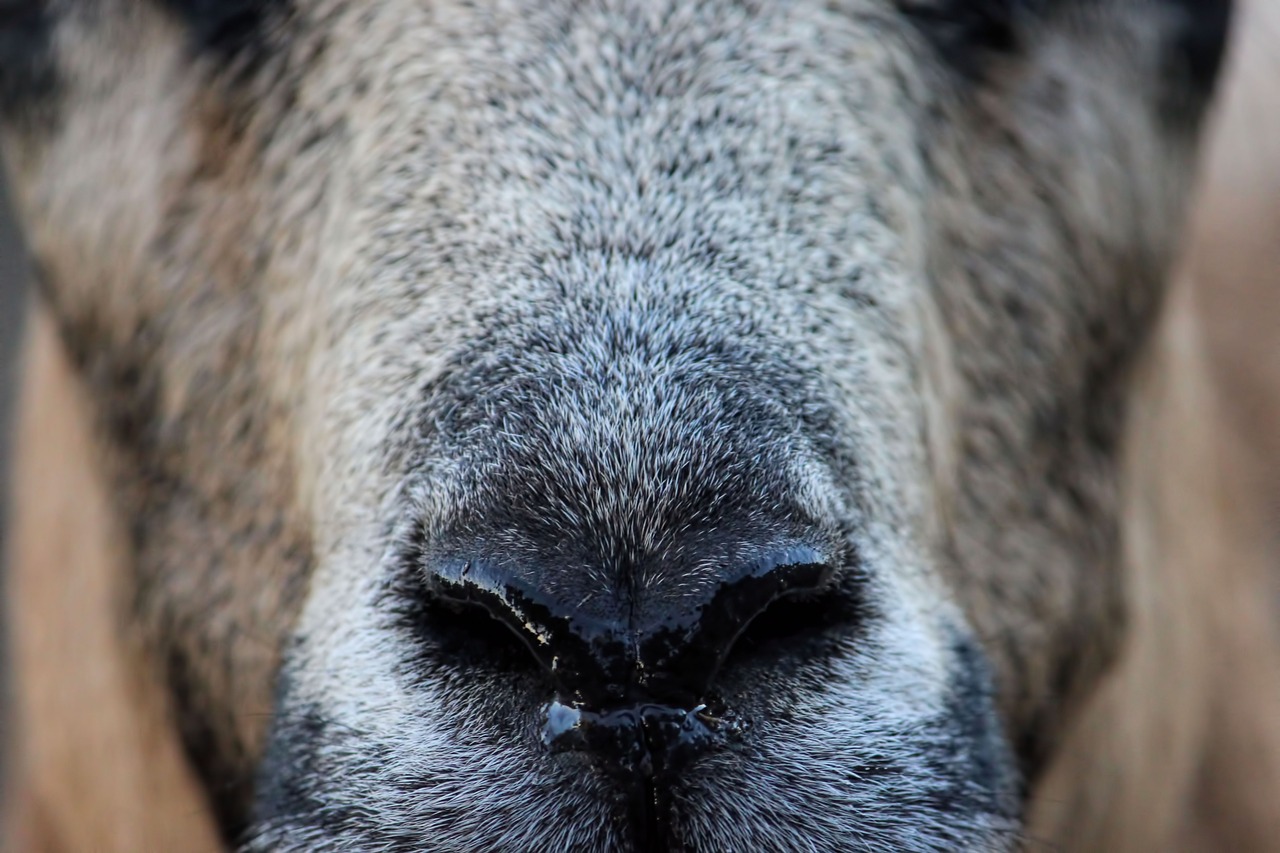 nose  animal  sheep free photo