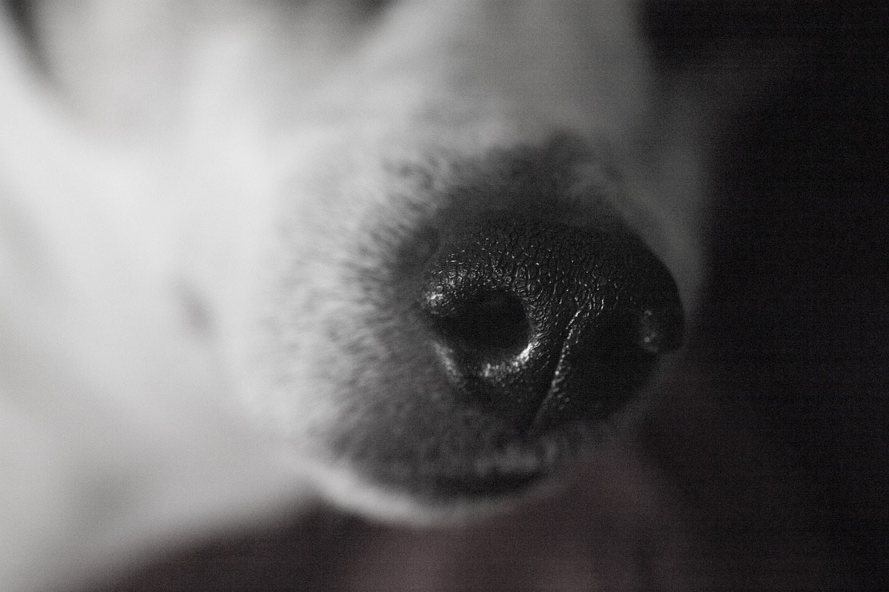 nose  dog  animal free photo