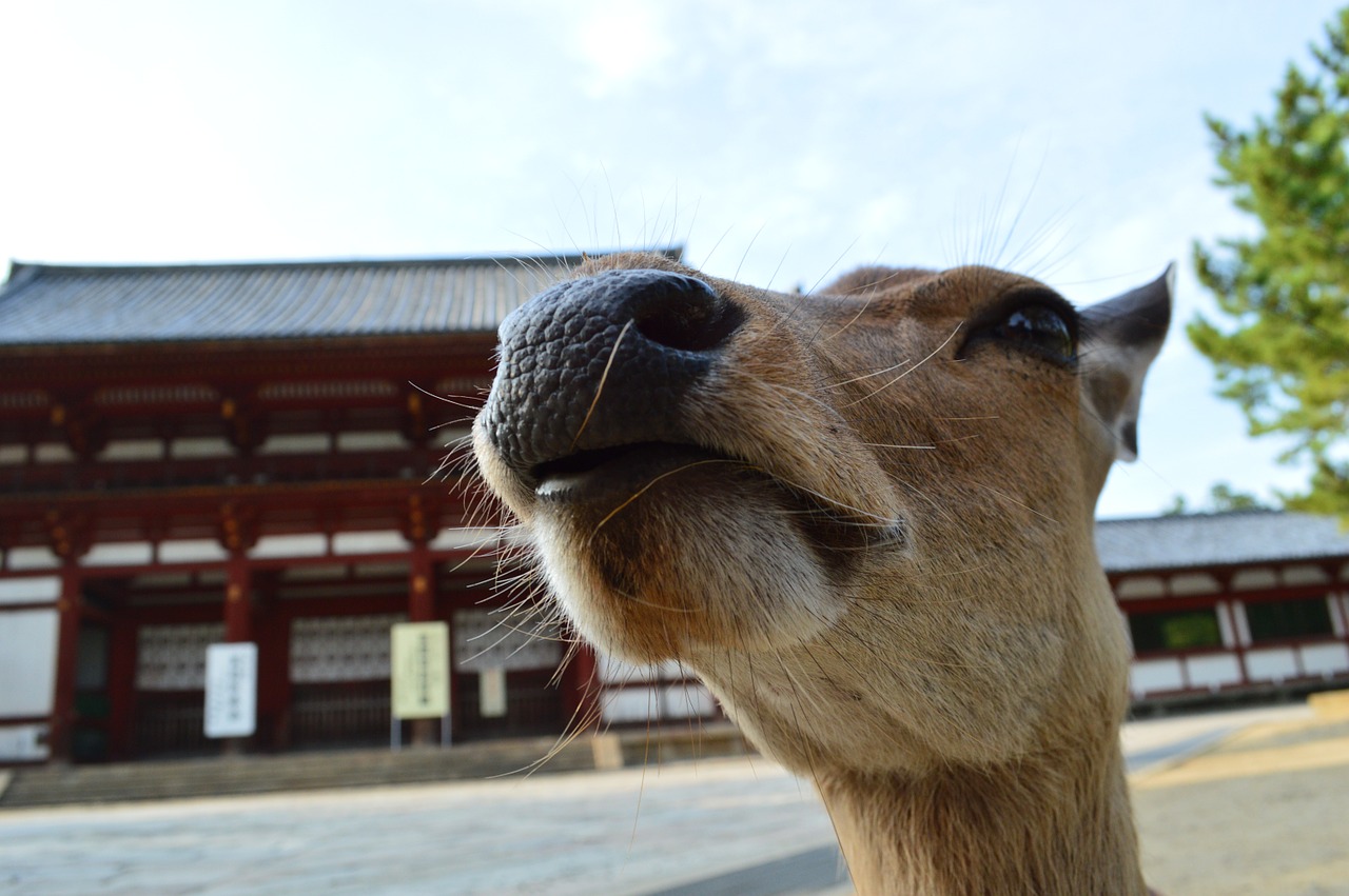 nose japan temple free photo