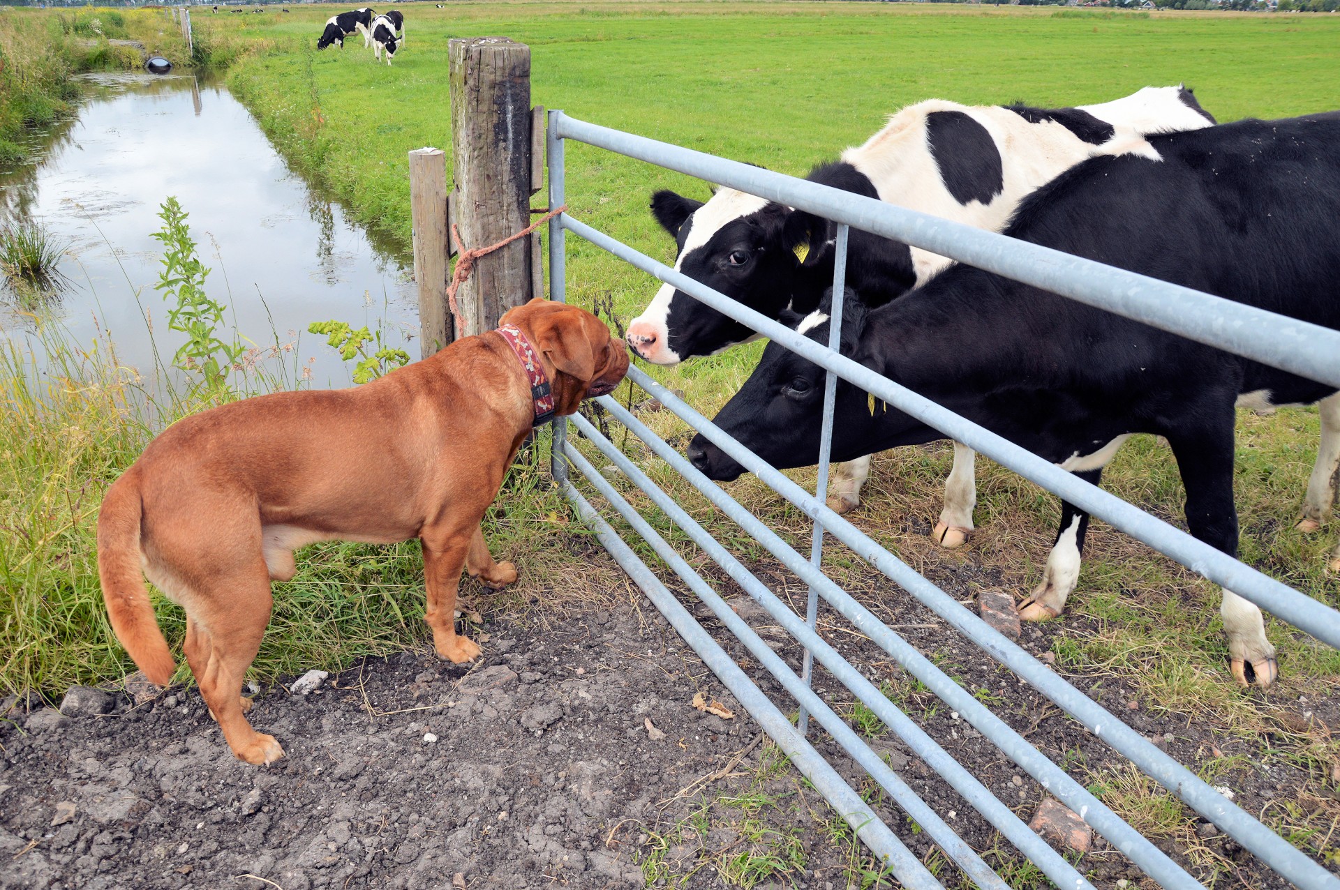 dog greet animal free photo