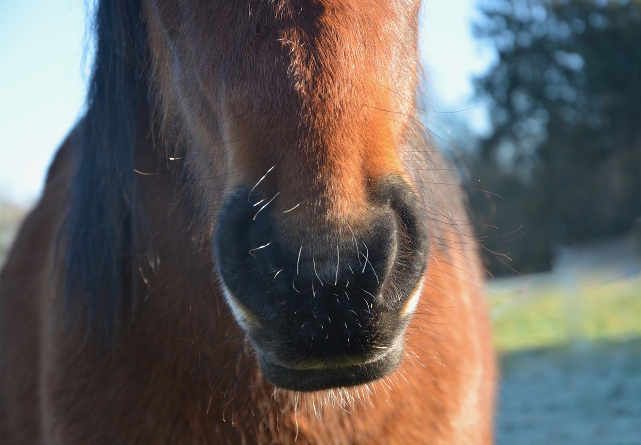 nostrils horse snout free photo