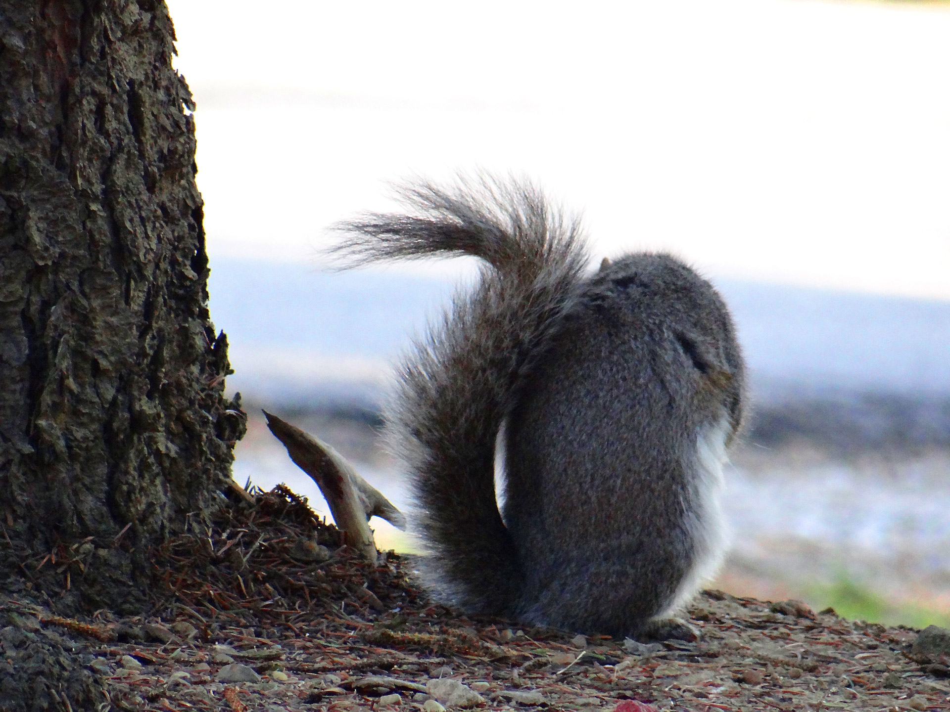 squirrel shy camera free photo