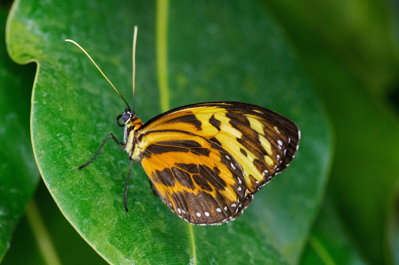 note-passion butterfly butterfly tithorea harmonia free photo