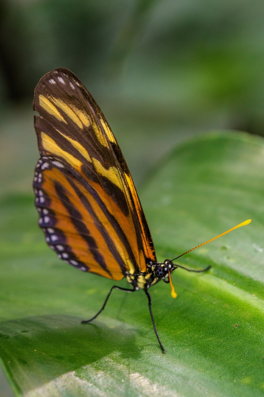 note-passion butterfly butterfly tithorea harmonia free photo