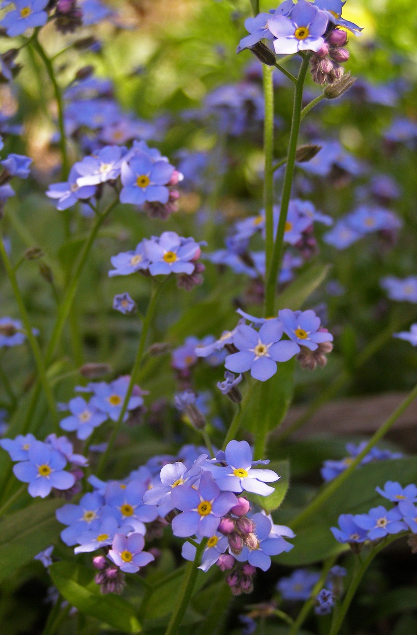 nots flowers spring free photo