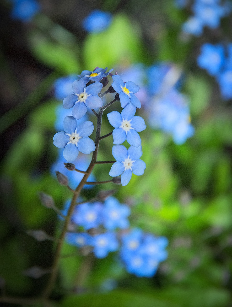 nots flowers spring free photo