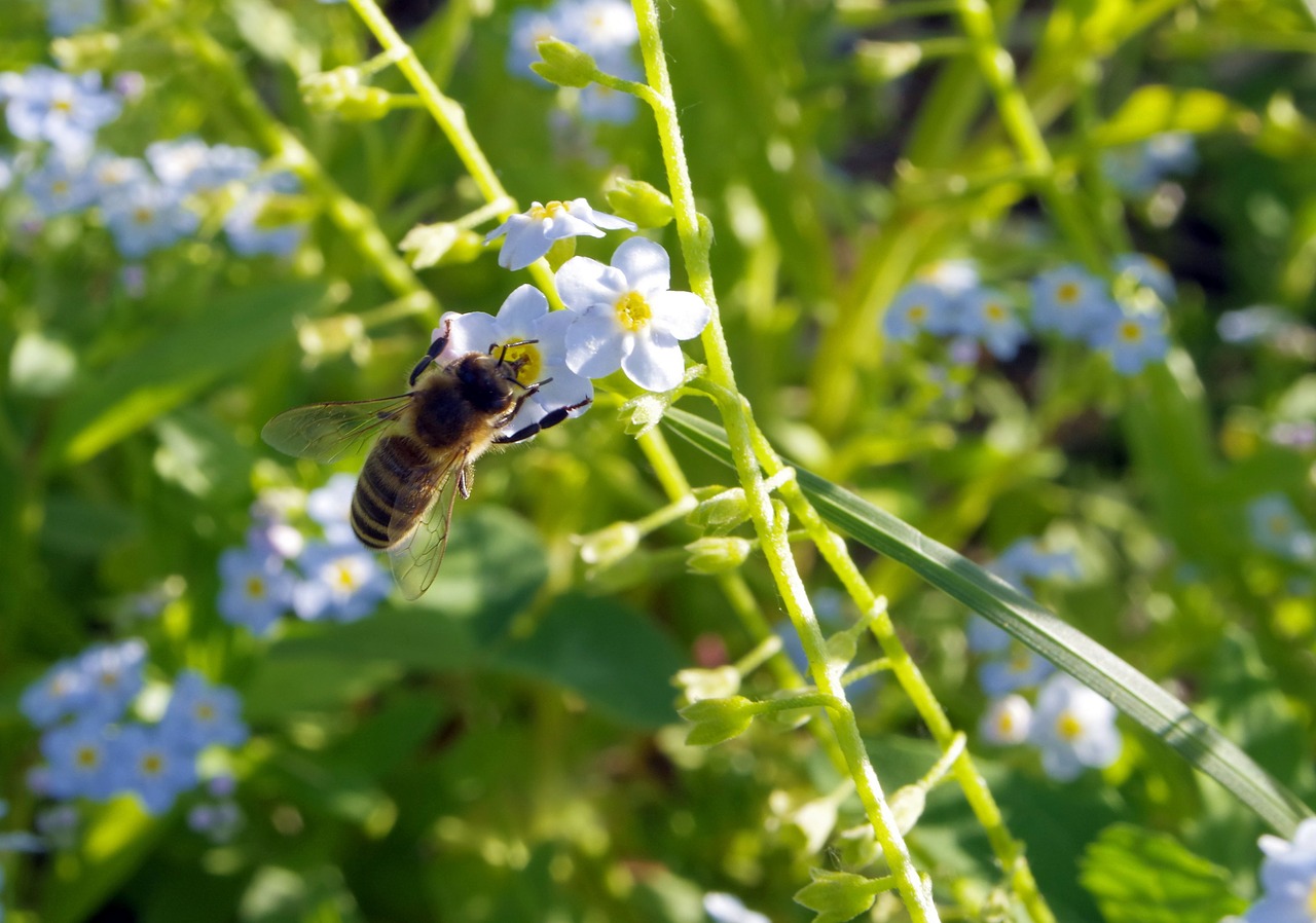 nots flowers bee free photo