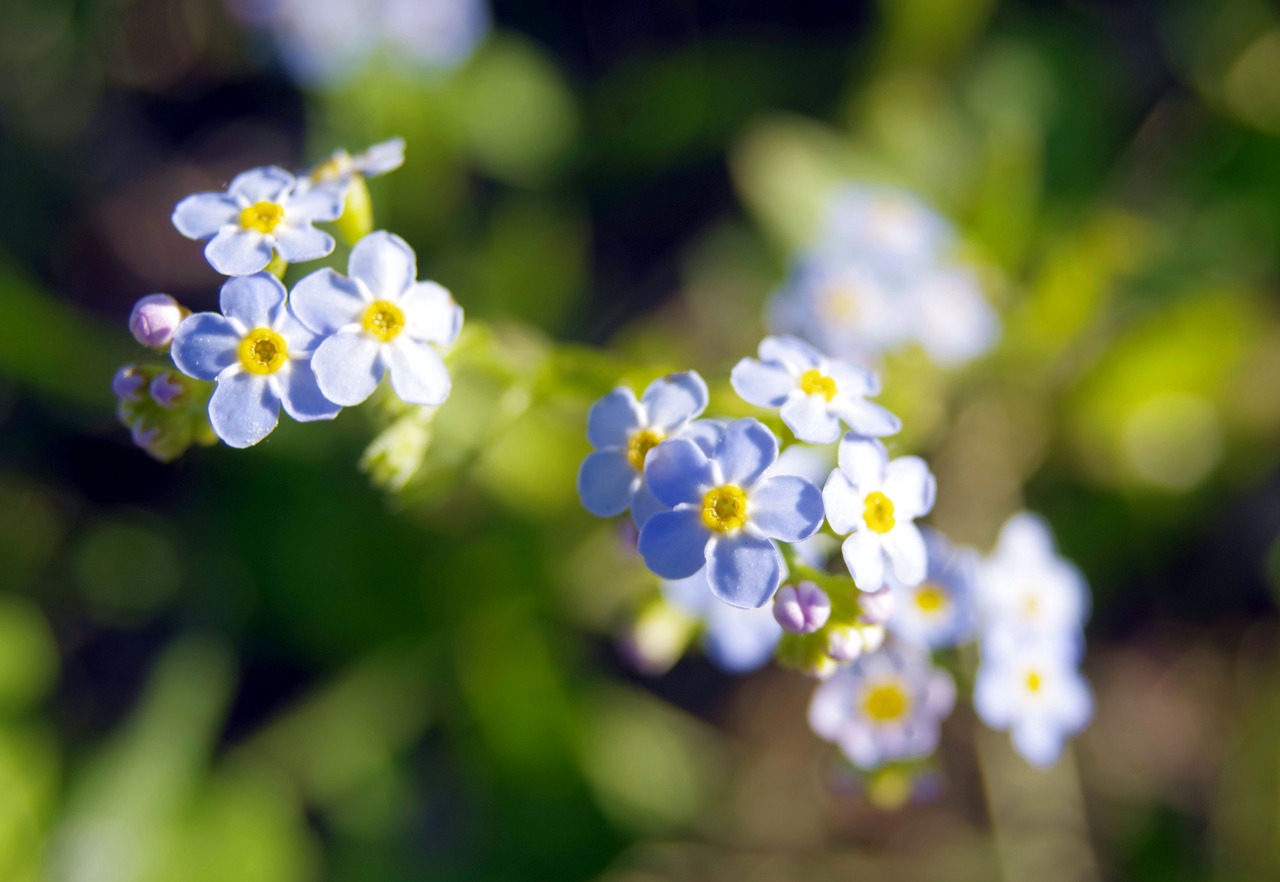 nots flowers blue free photo