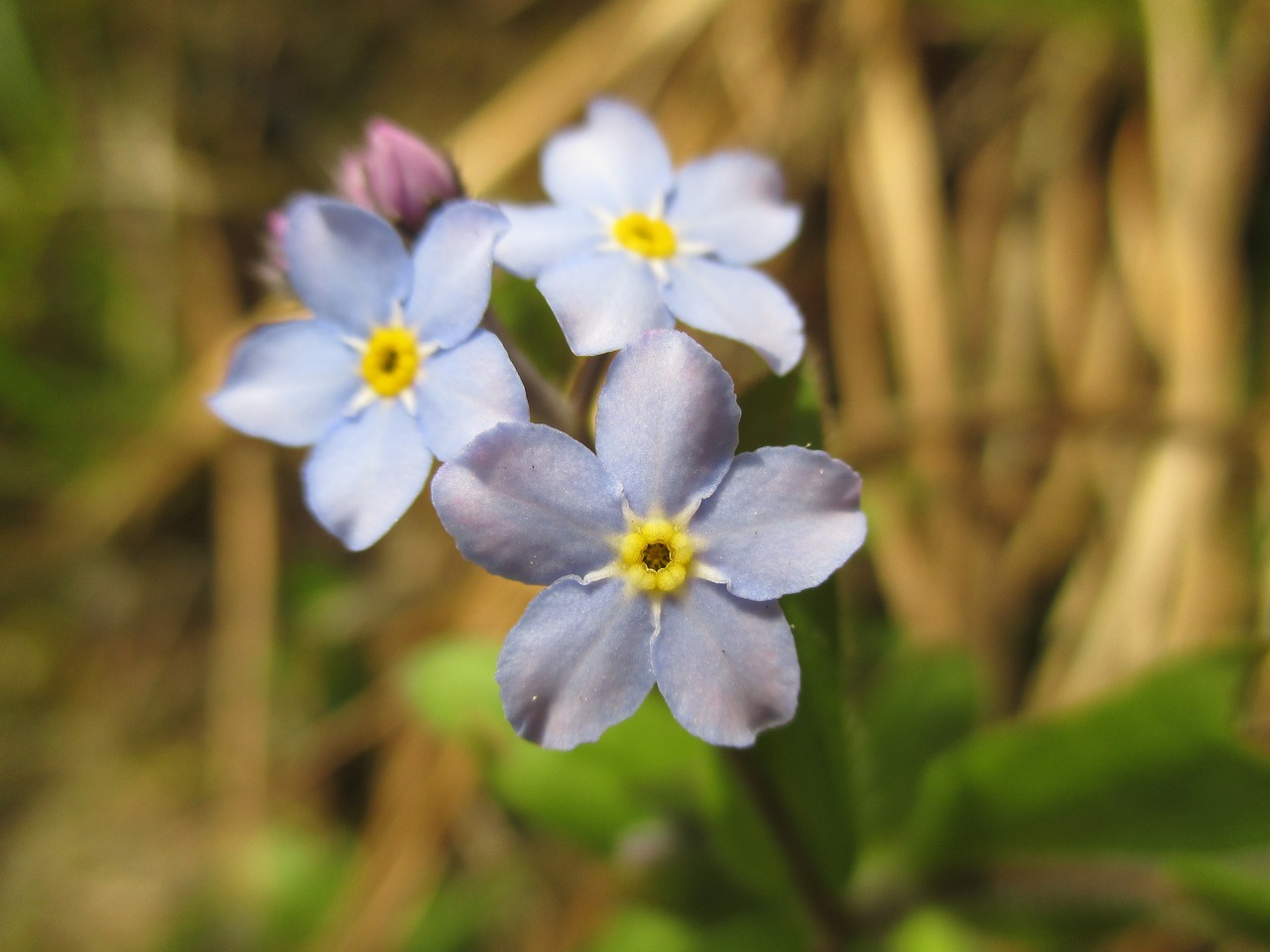 nots field flowers wildflowers free photo