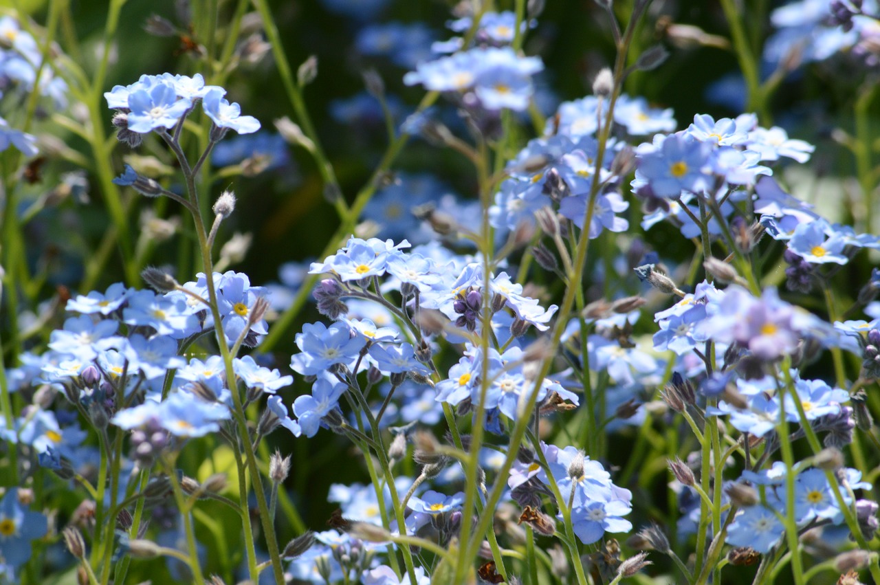 nots flowers small flowers free photo