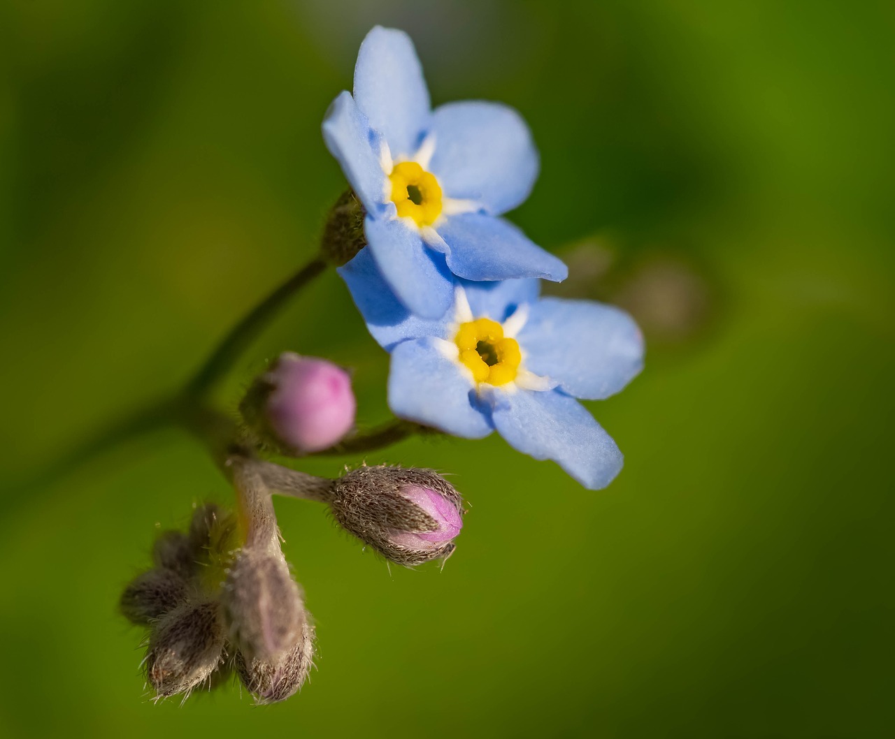 nots  spring  flower free photo